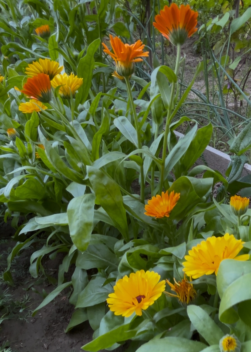 Cracow plot garden