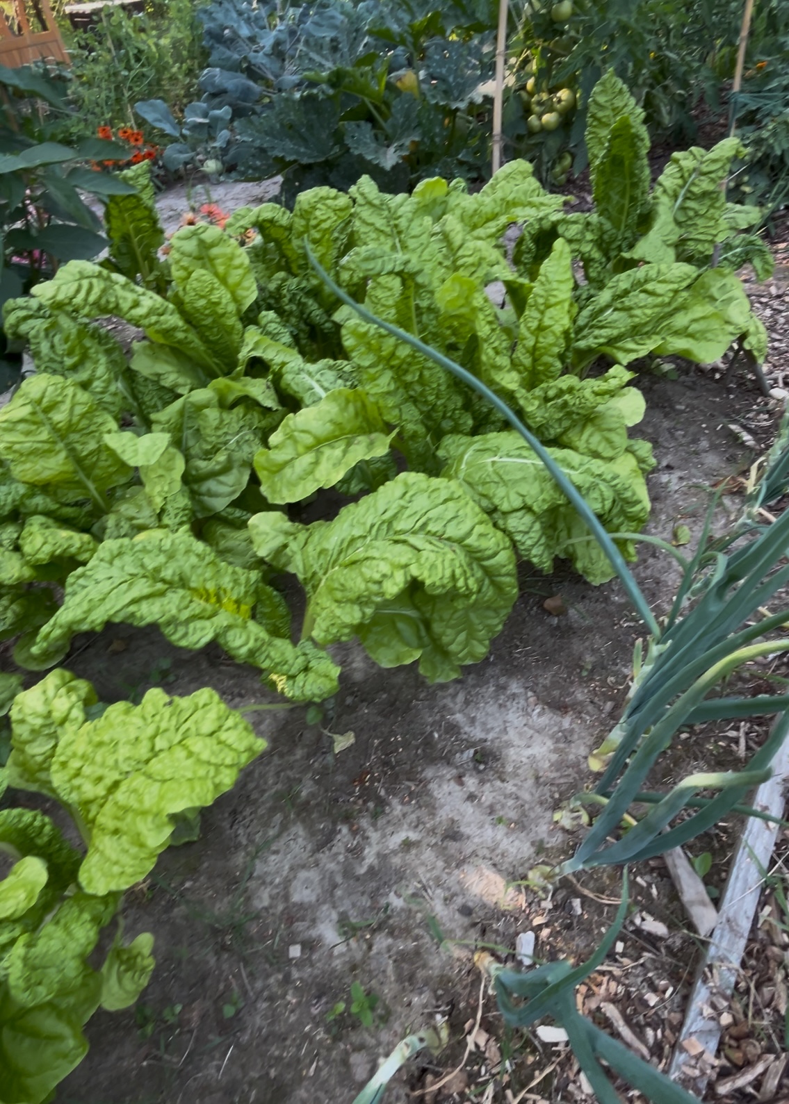 Cracow plot garden