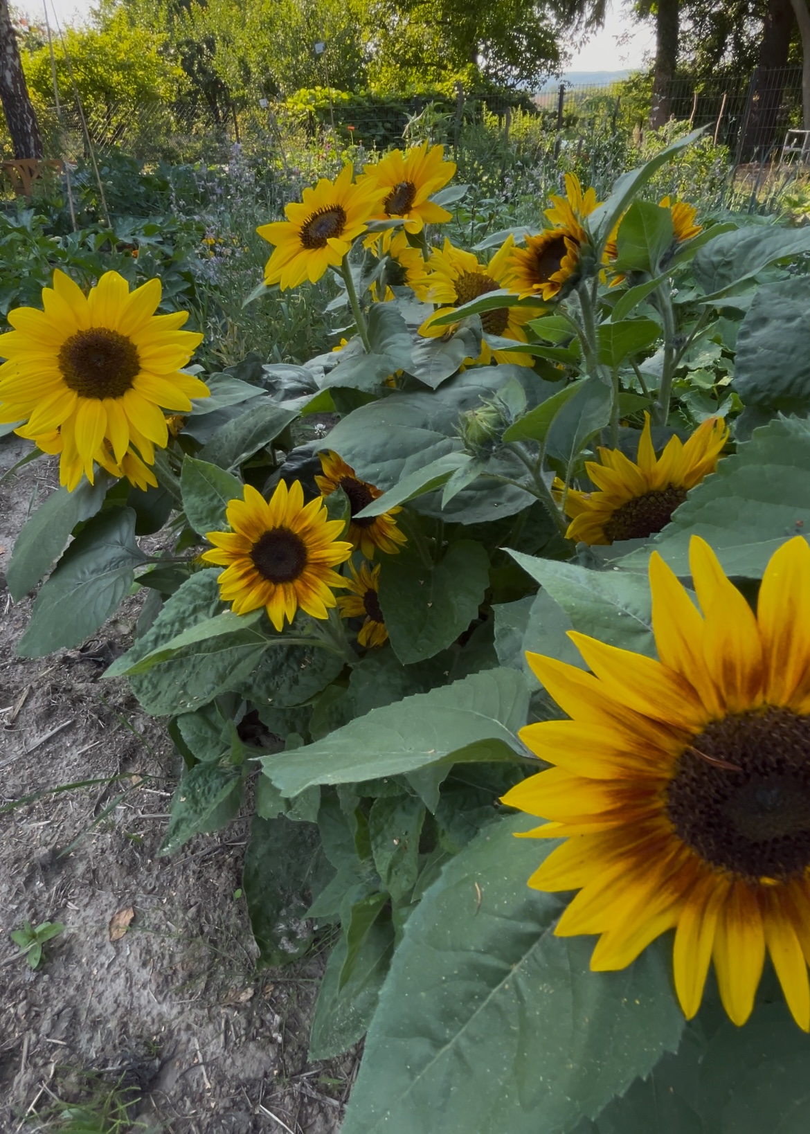 Cracow plot garden