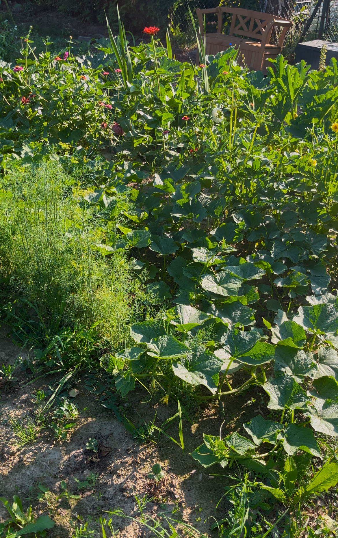 Cracow plot garden