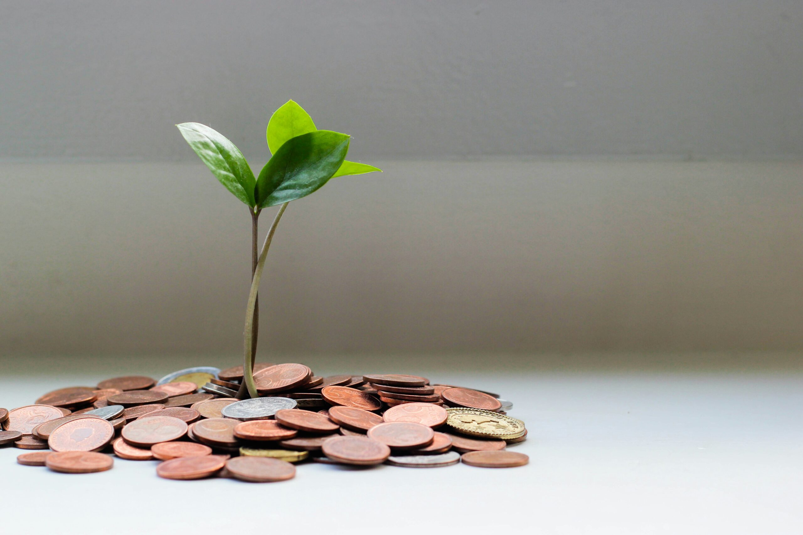 green-plant-on-brown-round-coins