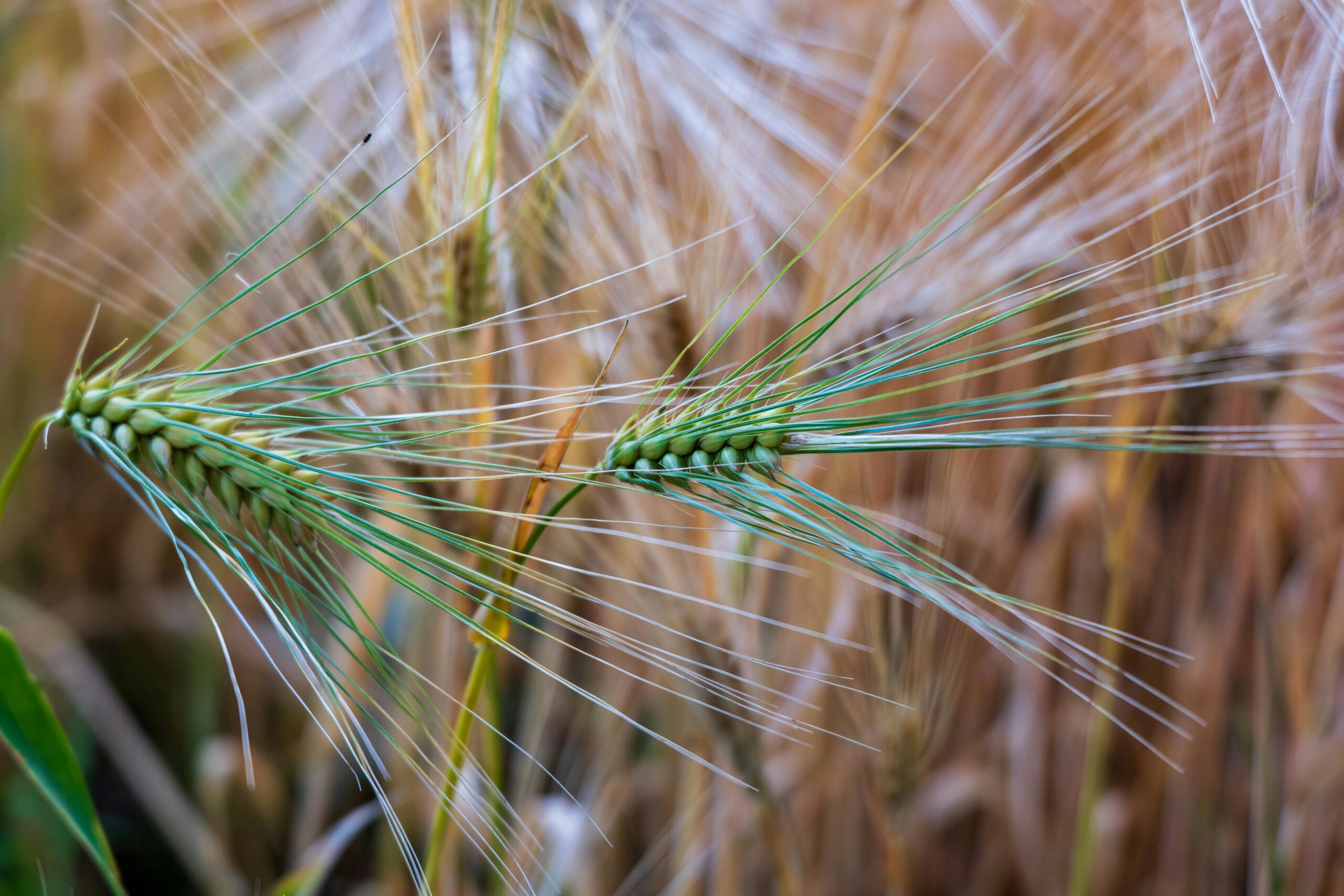 close-up-of-green-barley-in-field-