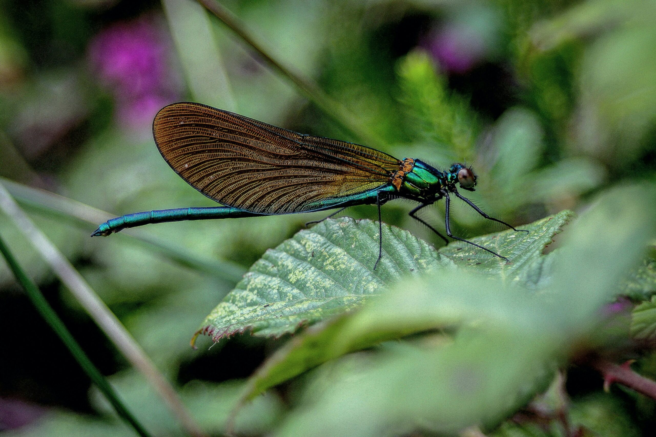 a-blue-and-brown-dragonfly-sitting-on-a-green-leaf
