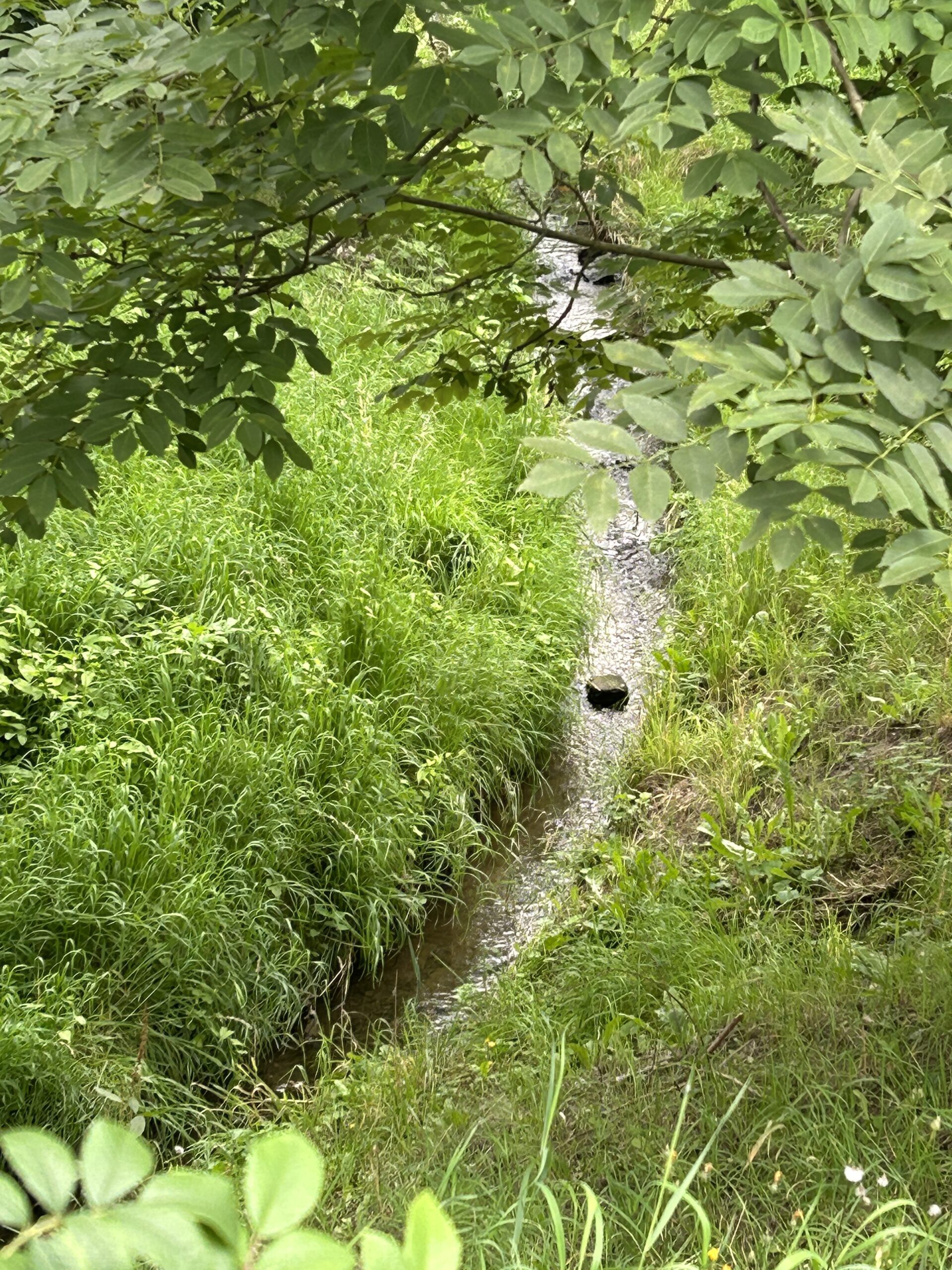  Short description of the image content (textual alternative to the image when it cannot be displayed or viewed. It's crucial for accessibility, particularly for users with visual impairments who rely on screen readers, and also helps search engines to understand the content of images) Gewässer mit steiler Böschung in Dresden-Nickern