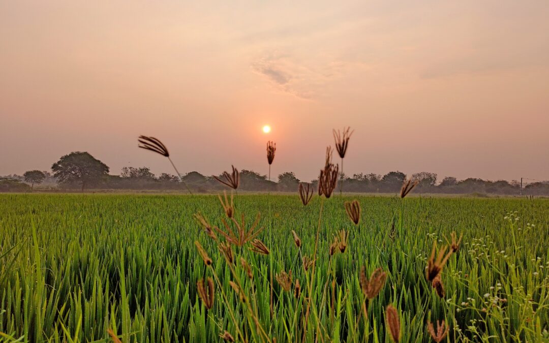 Online Workshop “Roadmap towards upscaling NatureBased Solutions (NBS) in Poland”