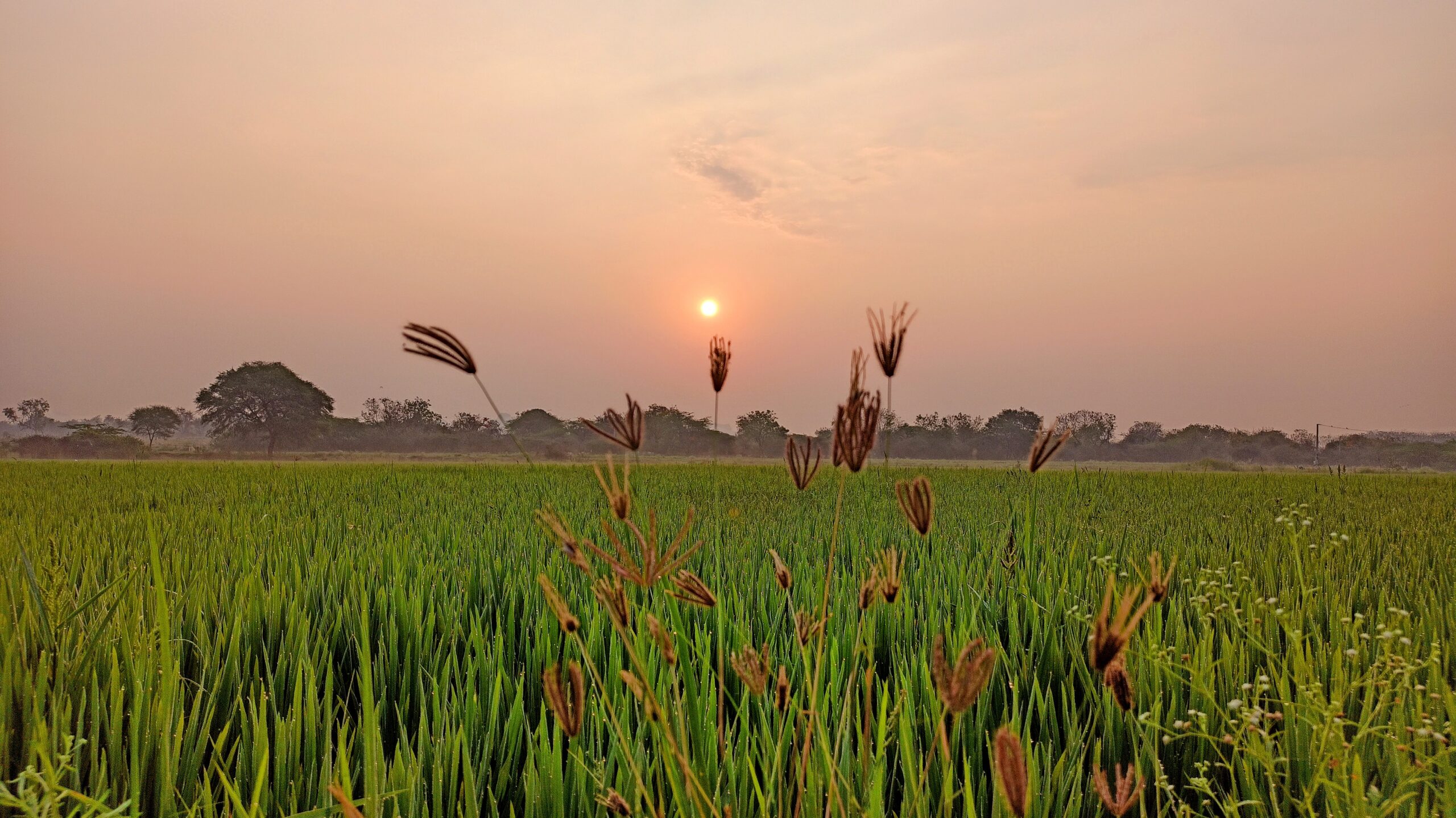 Sunrise View in Green Fields