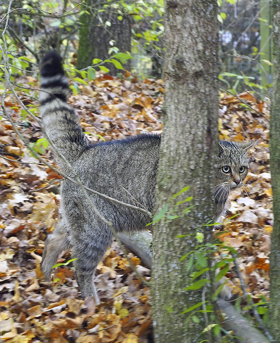 European wildcat