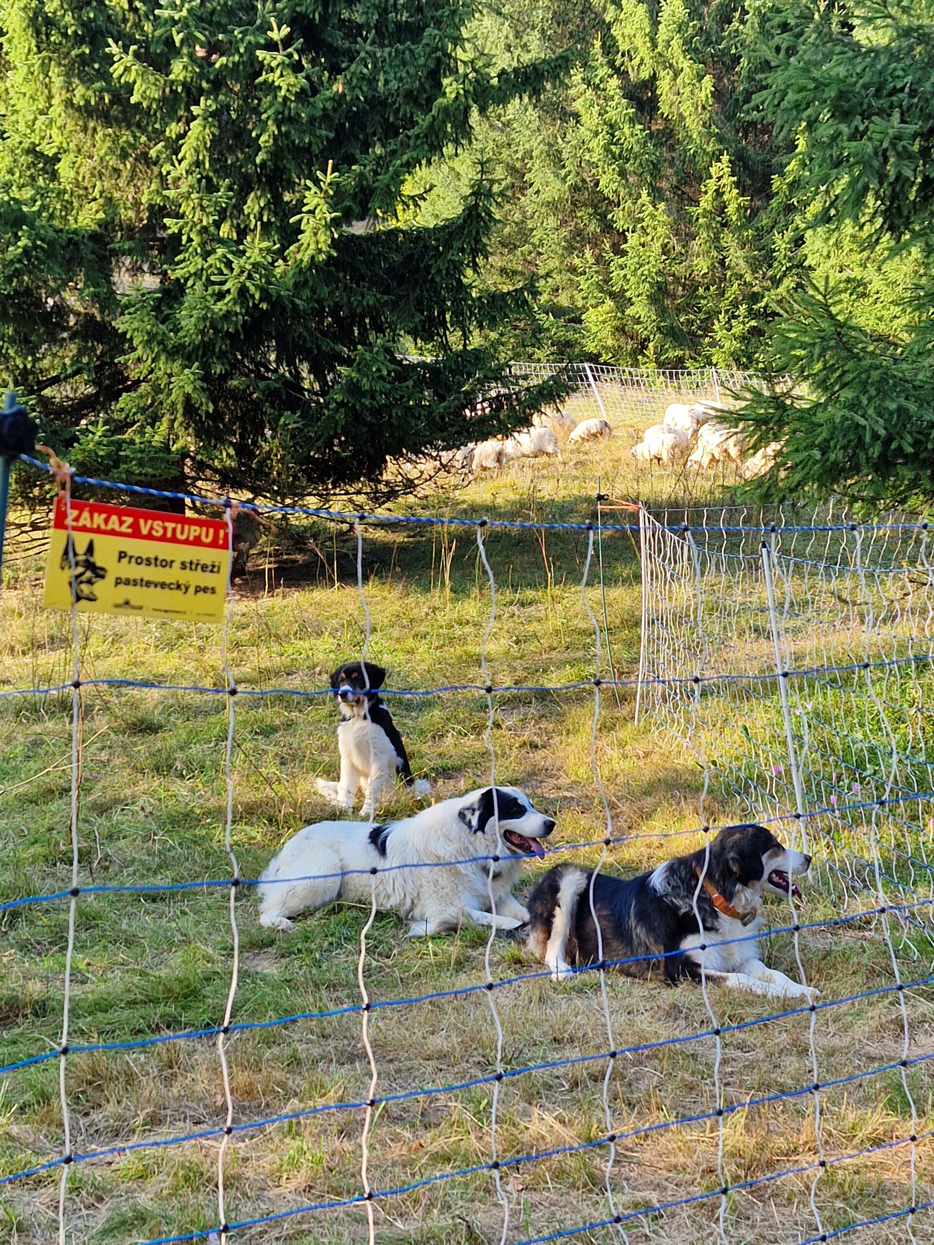 Guarding dogs and herds