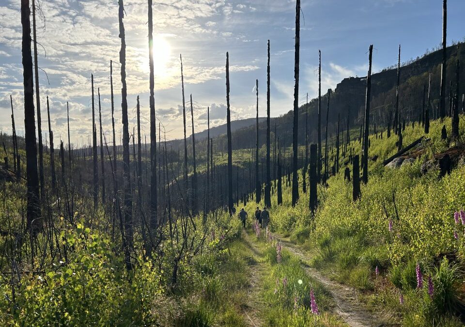 Kick-off of Wildfire CE in Bad Schandau, Germany