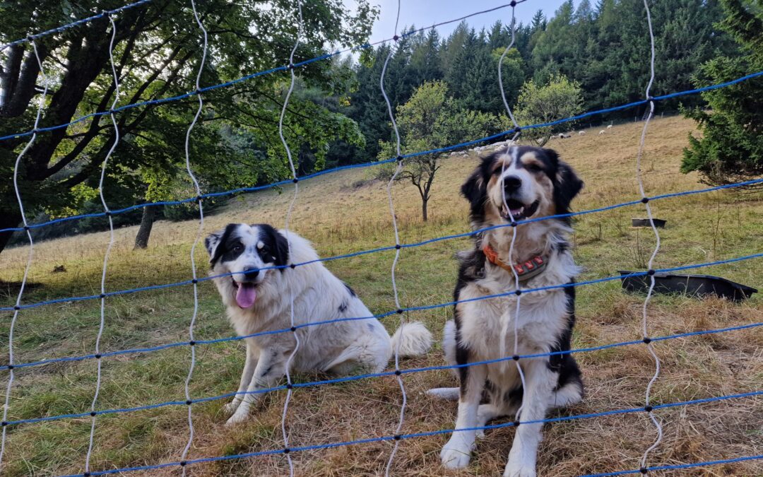 From Conflict to Coexistence: Lessons from Across Central Europe