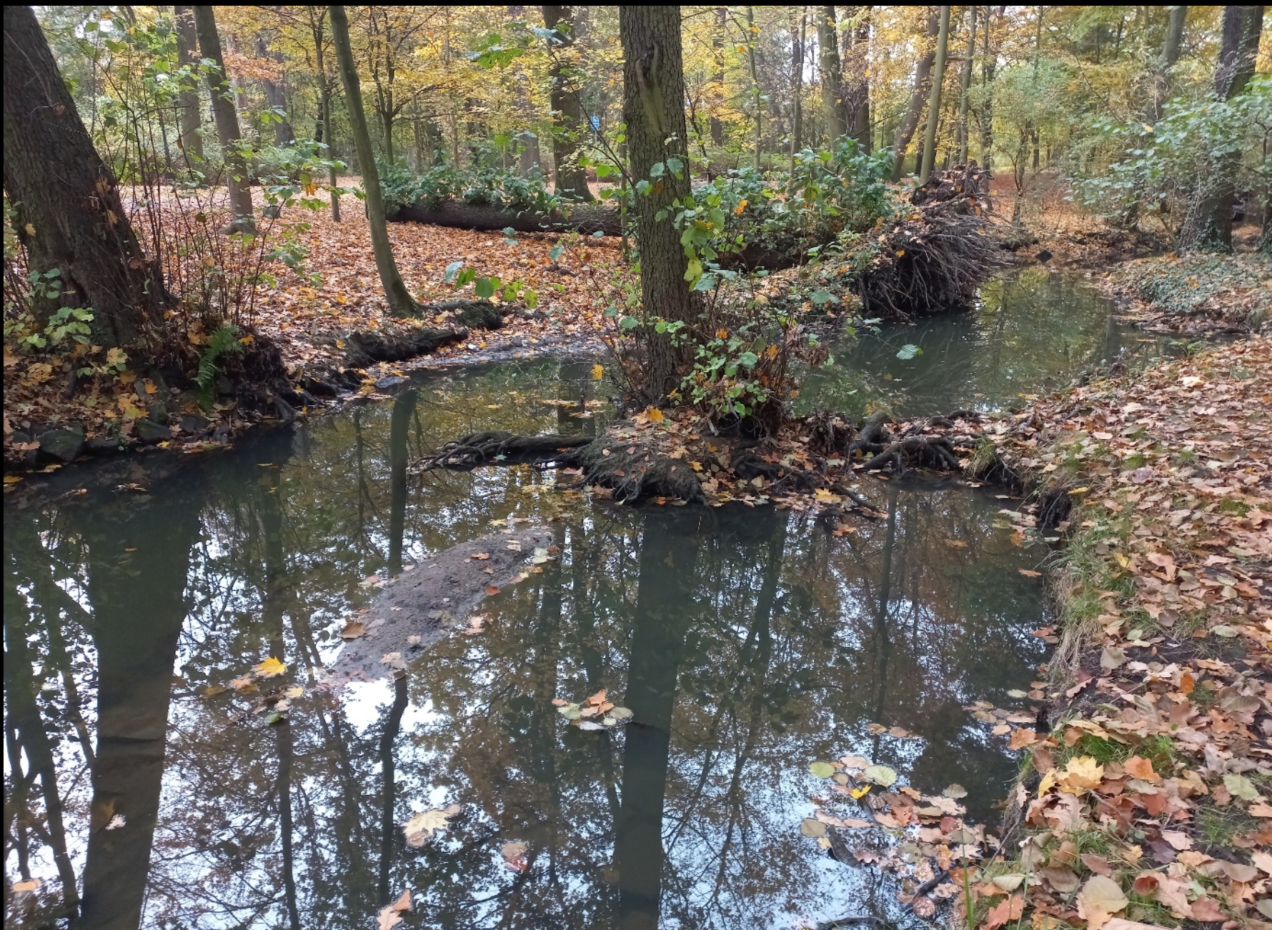 Stream in the forest