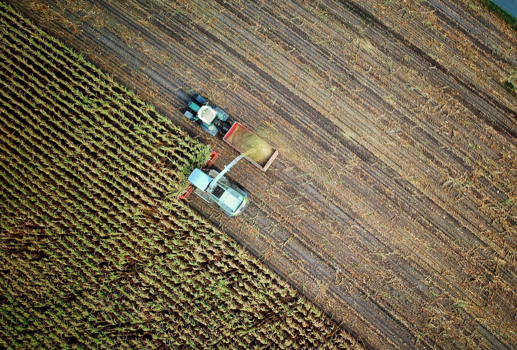 Agricultural field