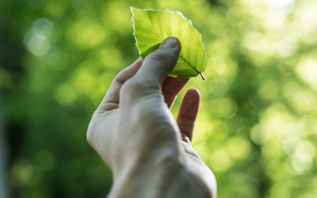 How can SMEs become carbon neutral economically in light of product development and the circular economy?