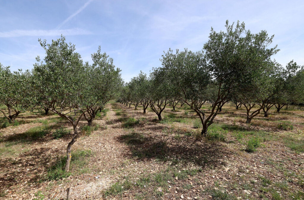 PP5 With the help of a new European project, an orchard will be established in which indigenous olive varieties of Zadar County will be planted.