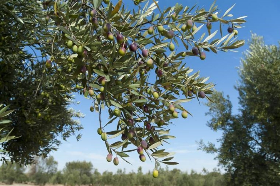 PP5 Zadar County saves native olive varieties