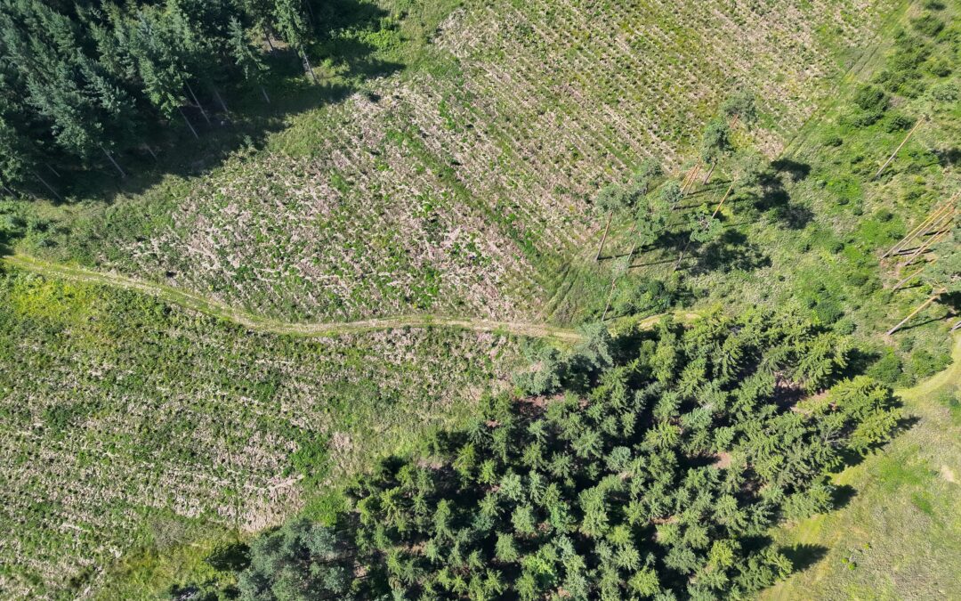 🌲 RE-ENFORCE Policy Brief in Multiple Languages 🌍