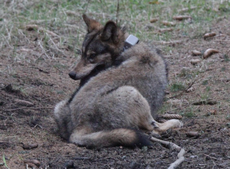 Wolf with a telemetry collar