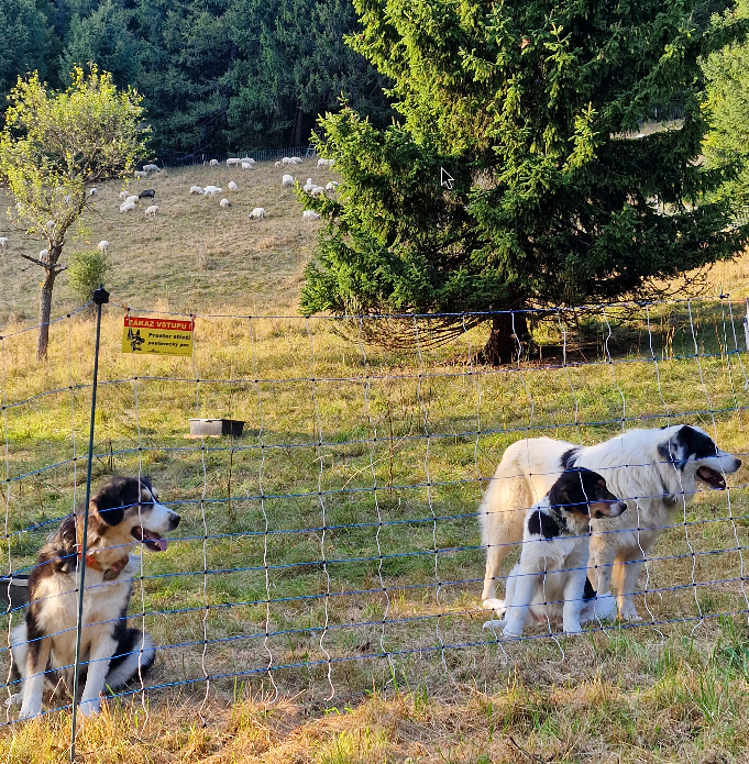 Guarding dogs Beskydy