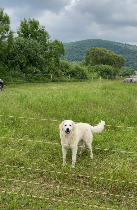 Guarding Dogs Join the Flock as the First Line of Defence
