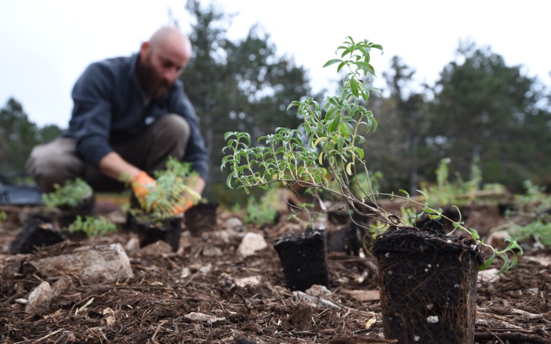 Restoring the Karst Dry Grassland at Pian del Grisa: A Pilot Action nears Completion