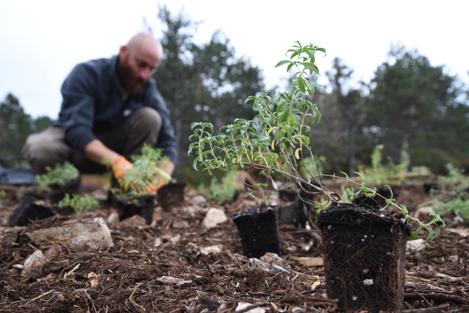 Transplanting indigenous plants at Pian del Grisa