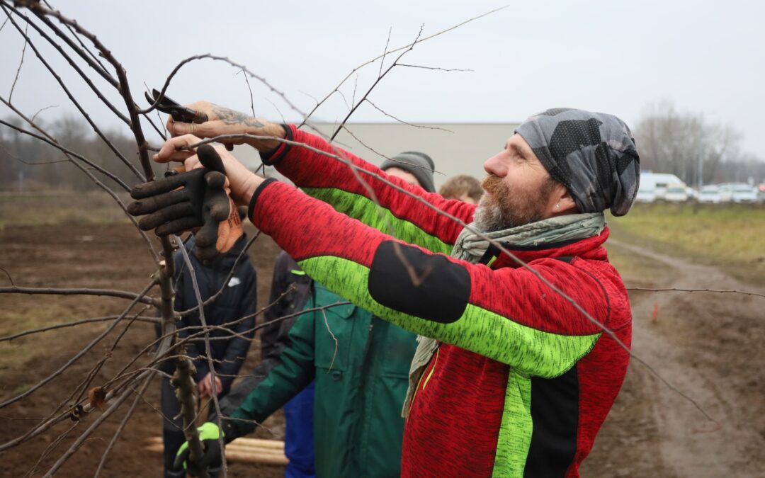 Community Plants Maples and Oaks for a New Climate-Resilient Park in Břeclav