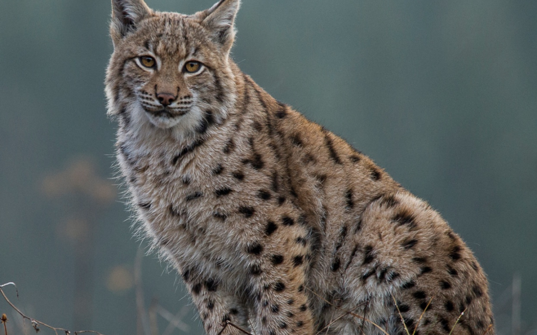 Coexisting with Large Carnivores – The LECA Final Conference