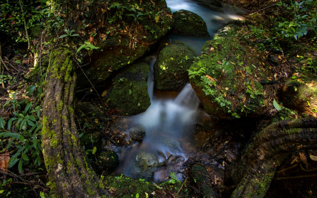Boosting skills for nature-based economies
