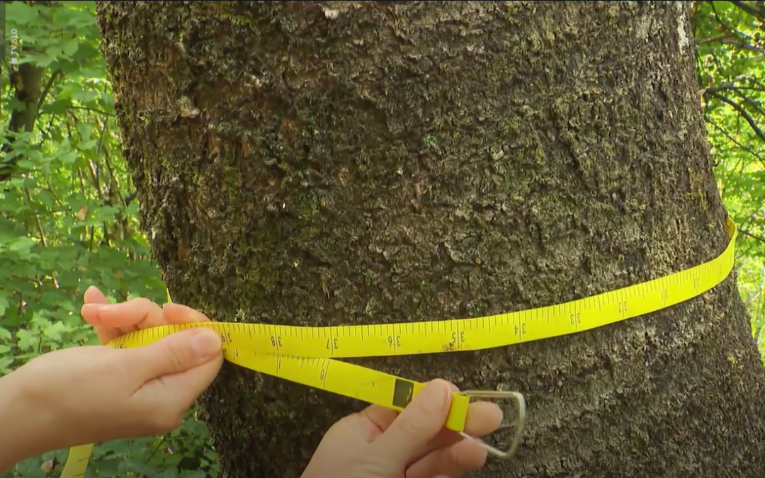 SFI Team Reaches National Audience with Key Messages on Resilient Forest Restoration