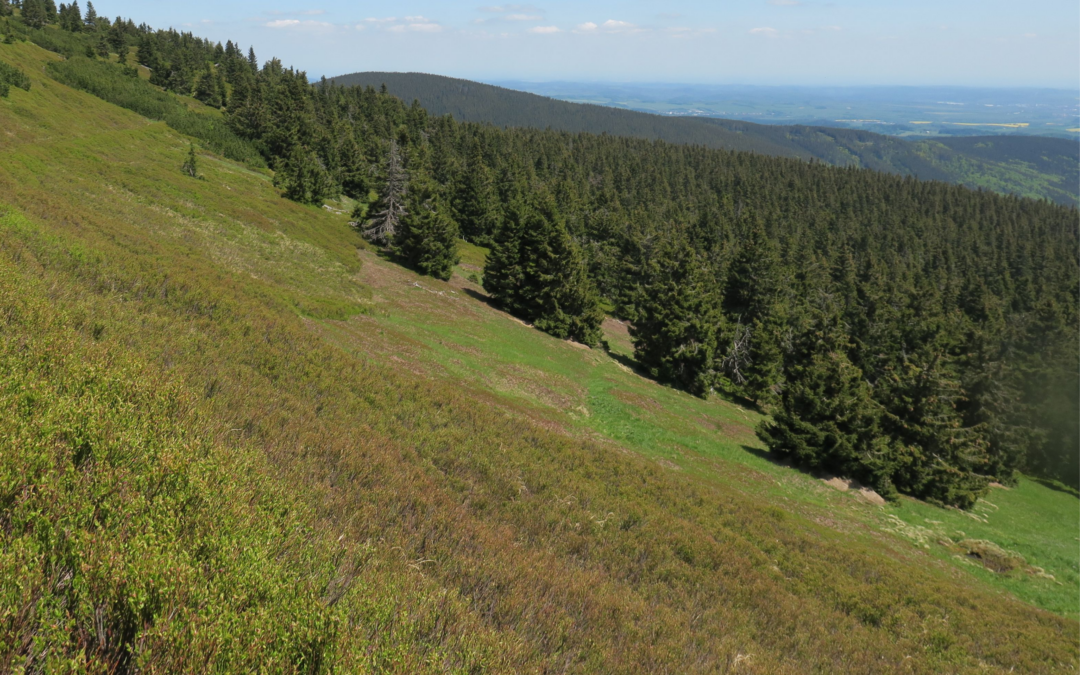 Successful Online Scientific Conference Organized by ReCo