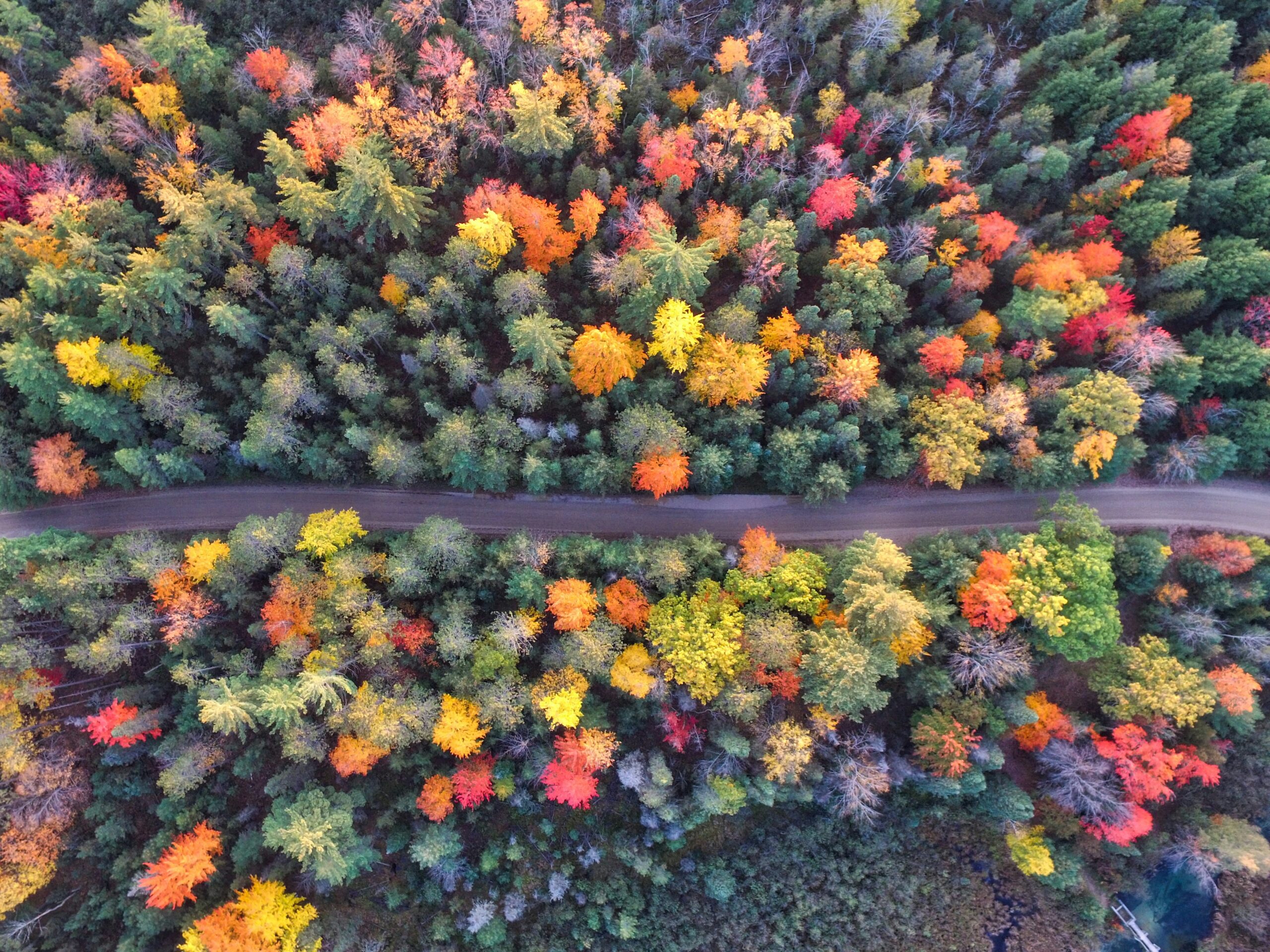 Road cutting through the forest