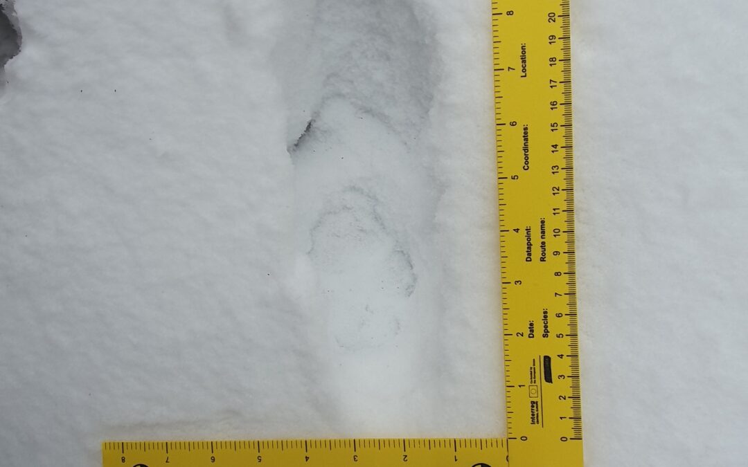 Collaborative Dialogue on Lynx Monitoring in the Slovak Karst Pilot Area