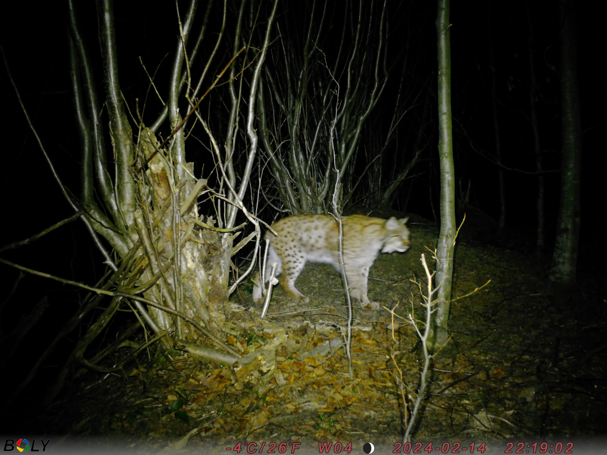 Lynx on camera trap