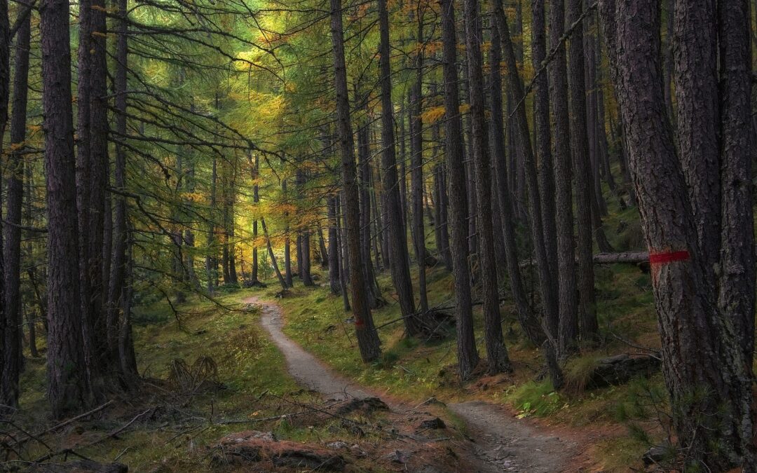 New perspectives on forests: Pannon Future Forest Hackathon in Osijek
