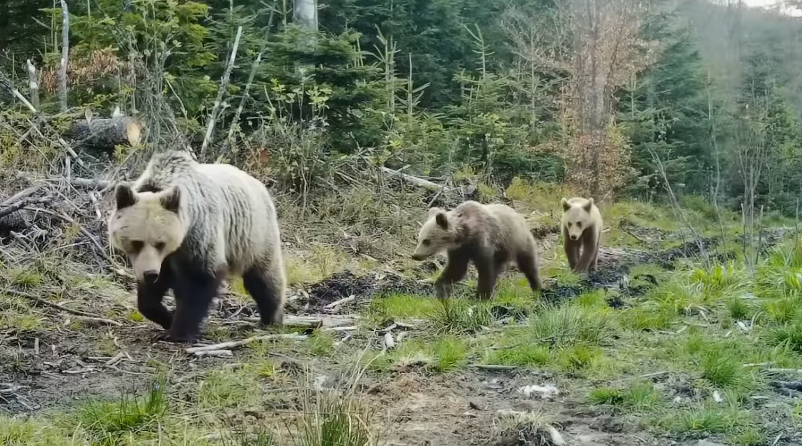 Bear family