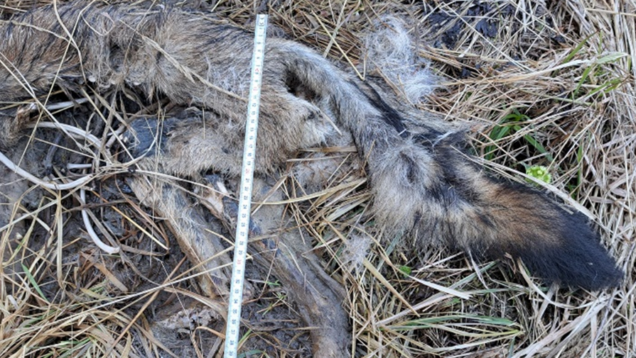 Poached wolf (J. Labuda)