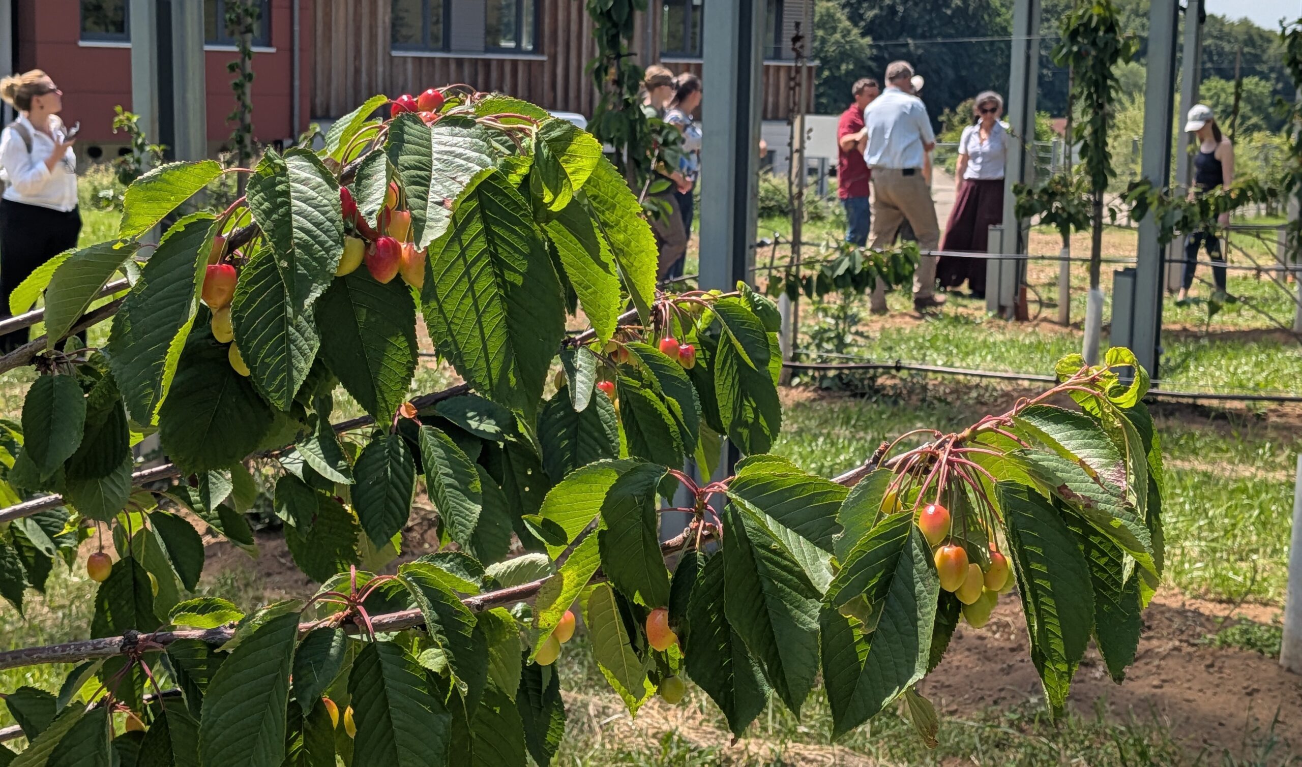 Cherry orchard in Forchheim district
