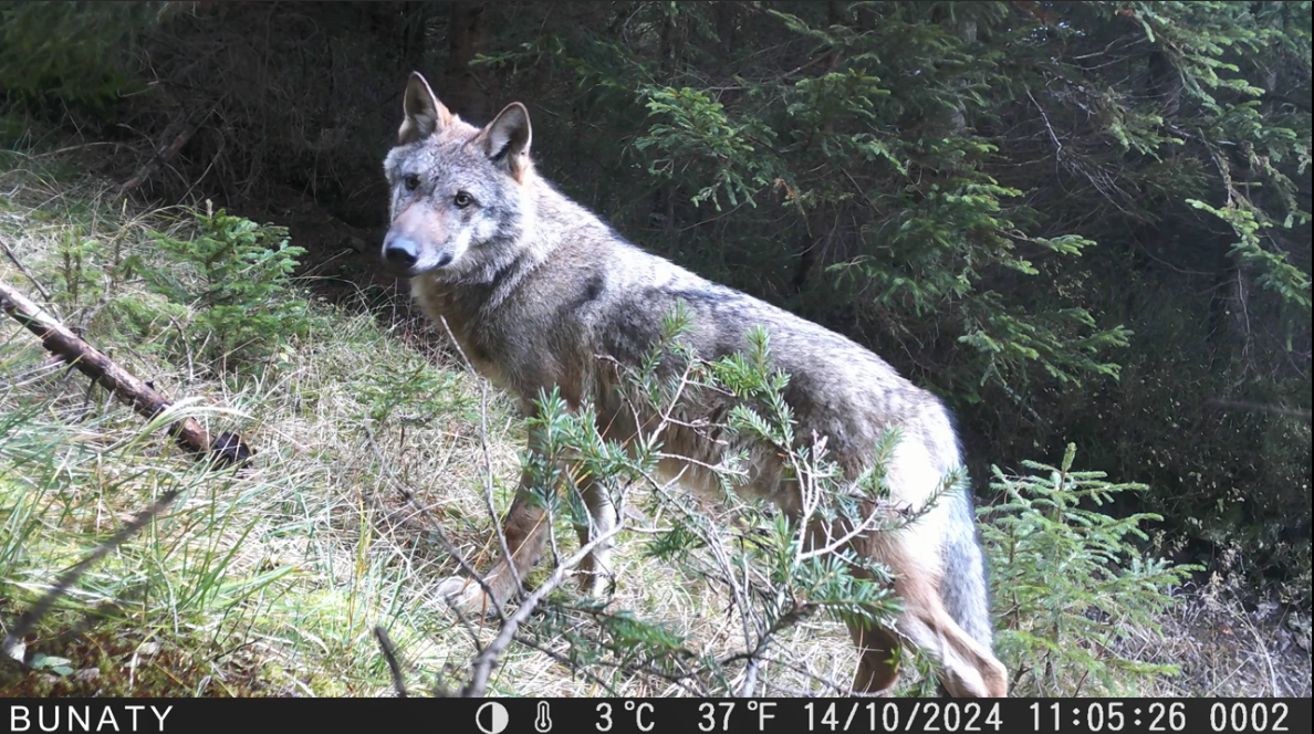Wolf Beskydy