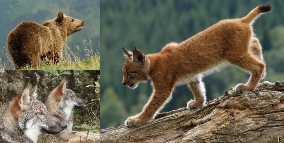 Three large carnivores