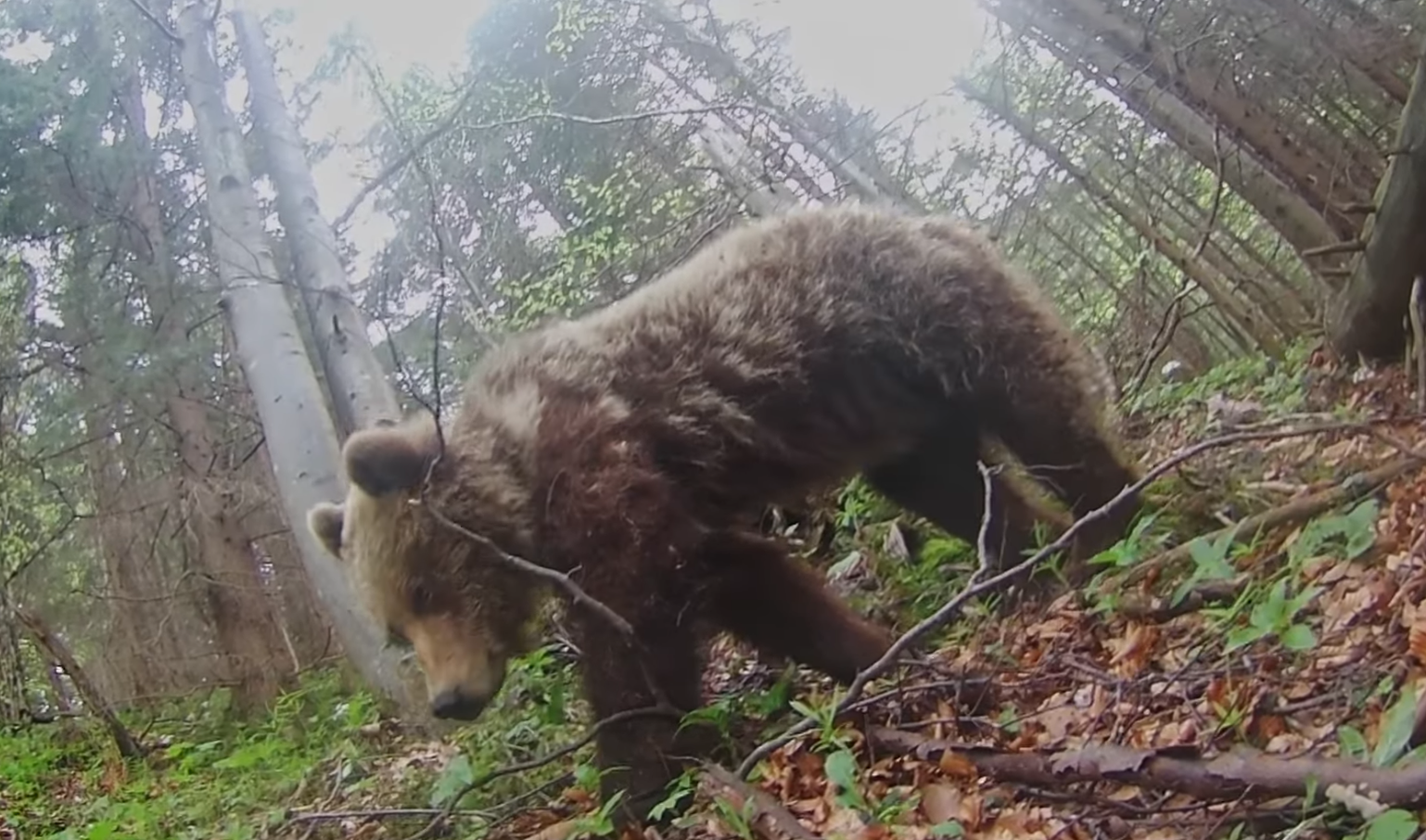 Bear on camera trap