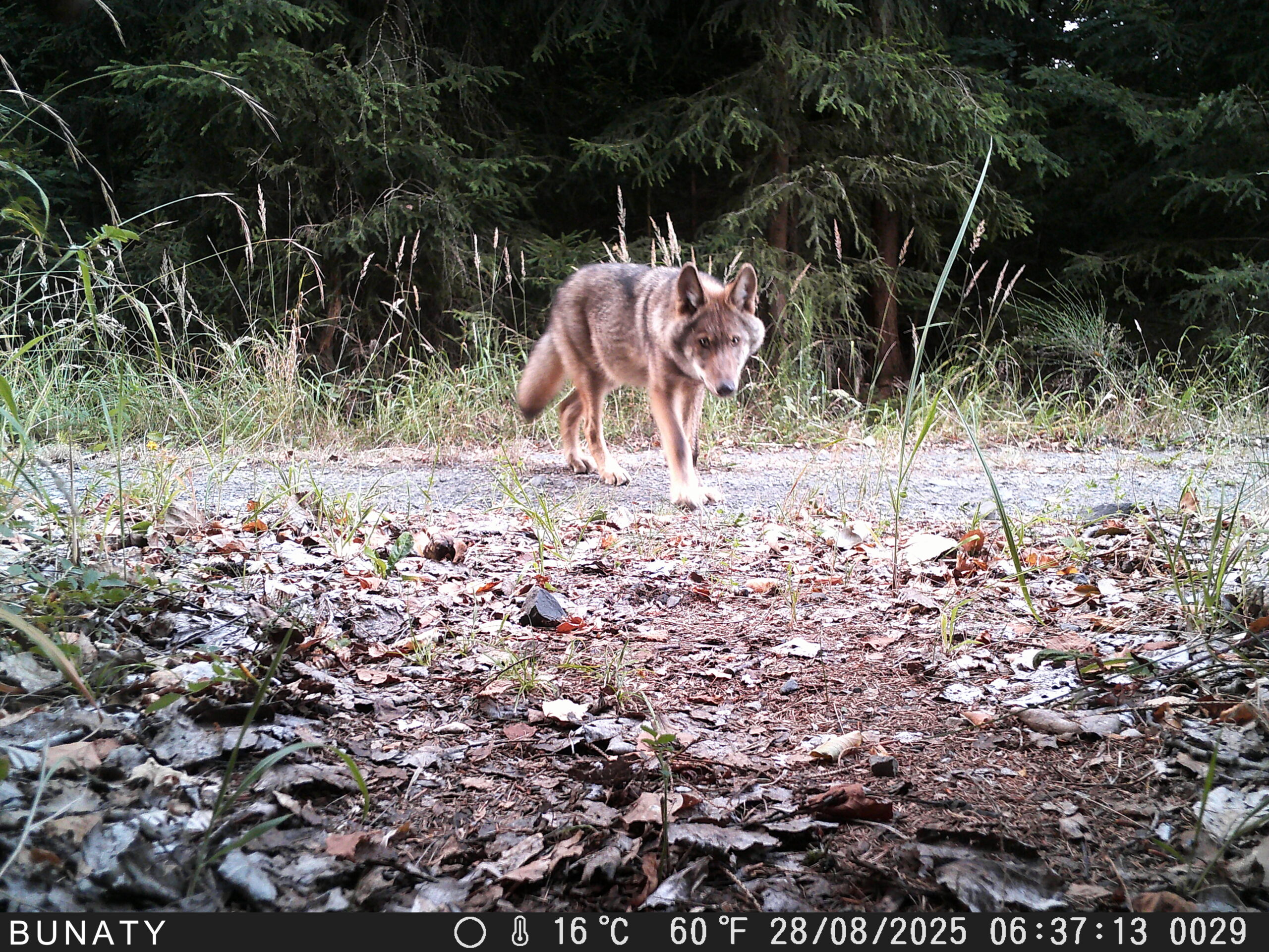 Wolf on camera trap