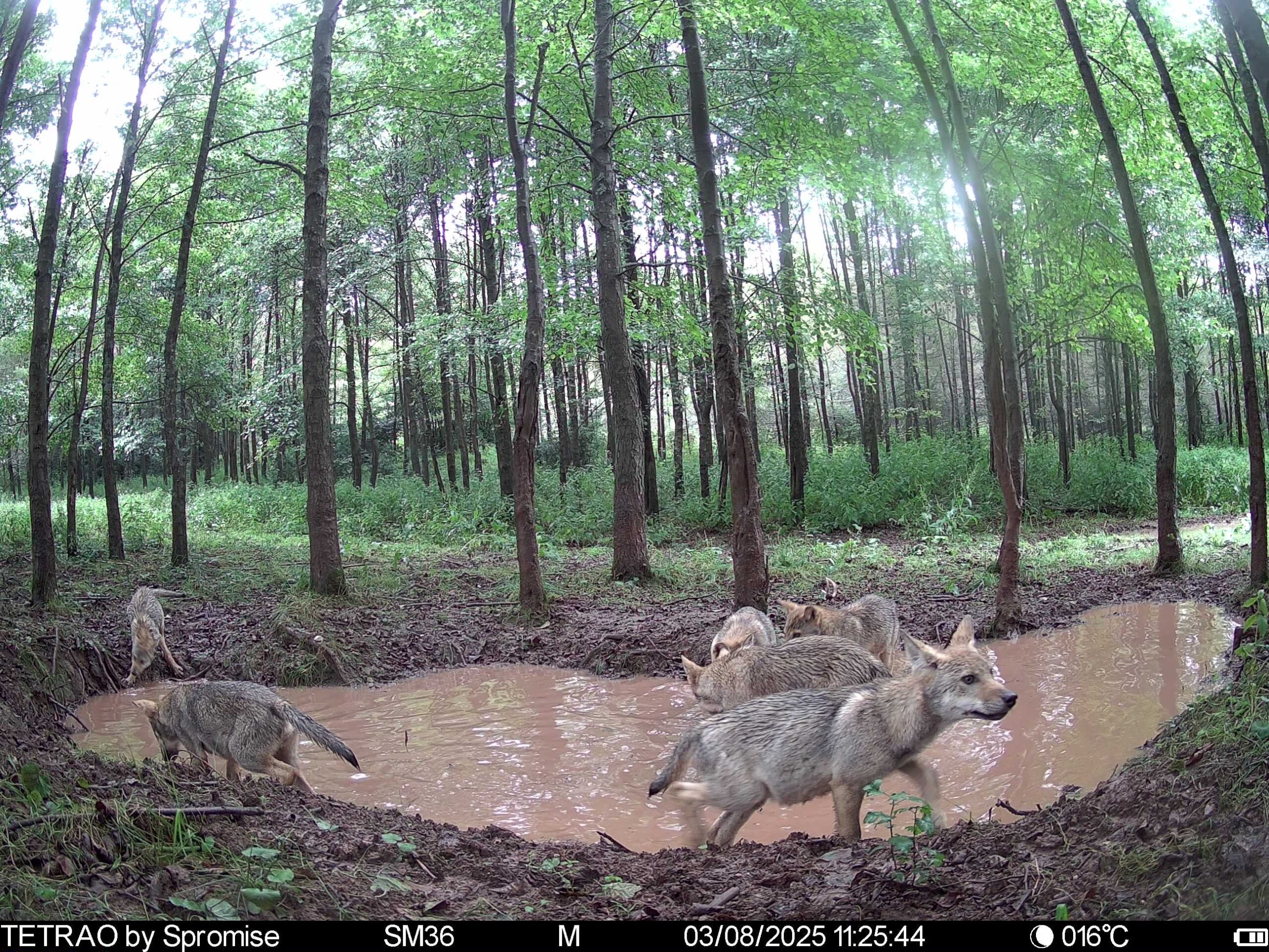 Wolf pups on camera trap