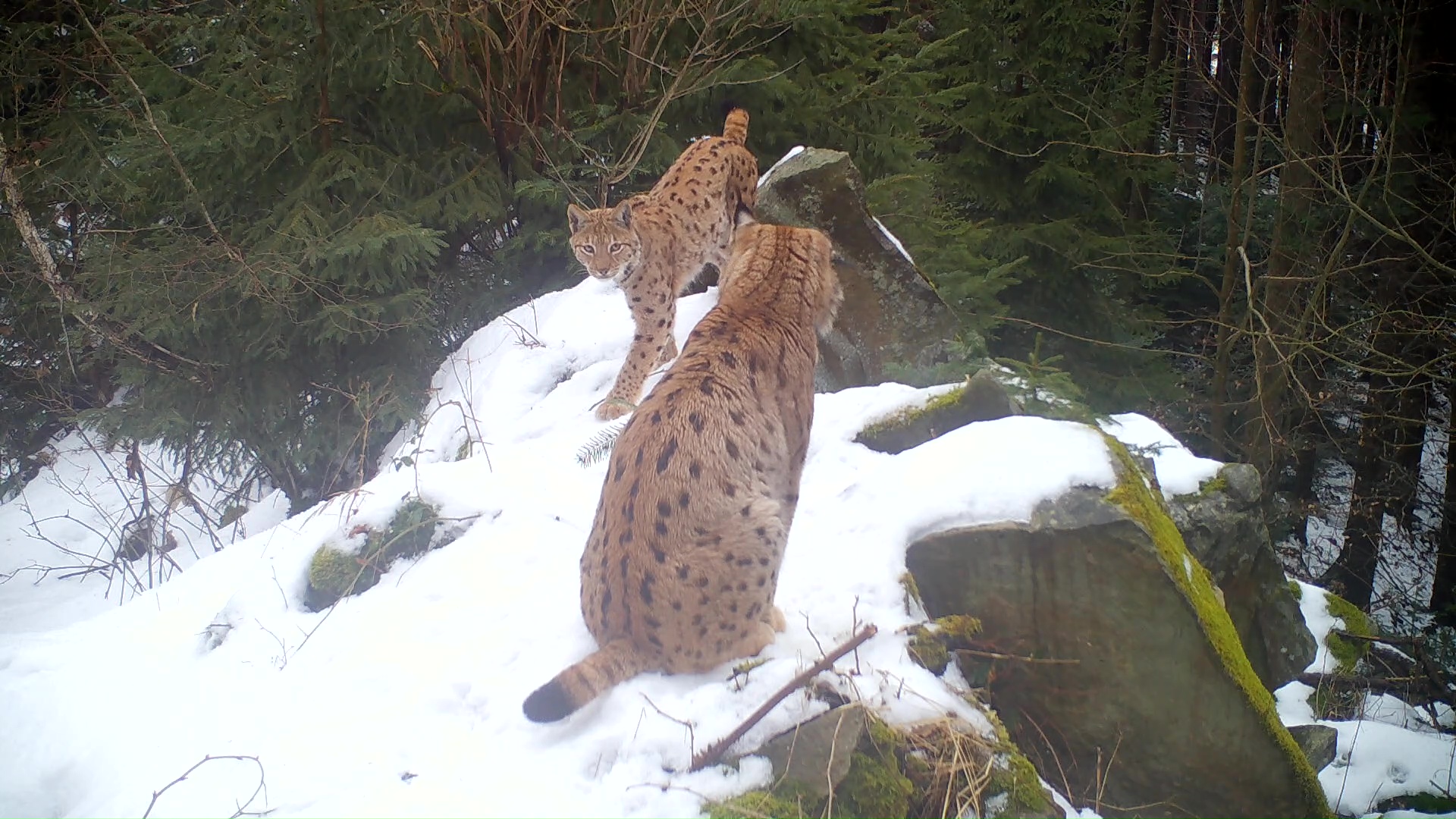 Lynxes on camera trap