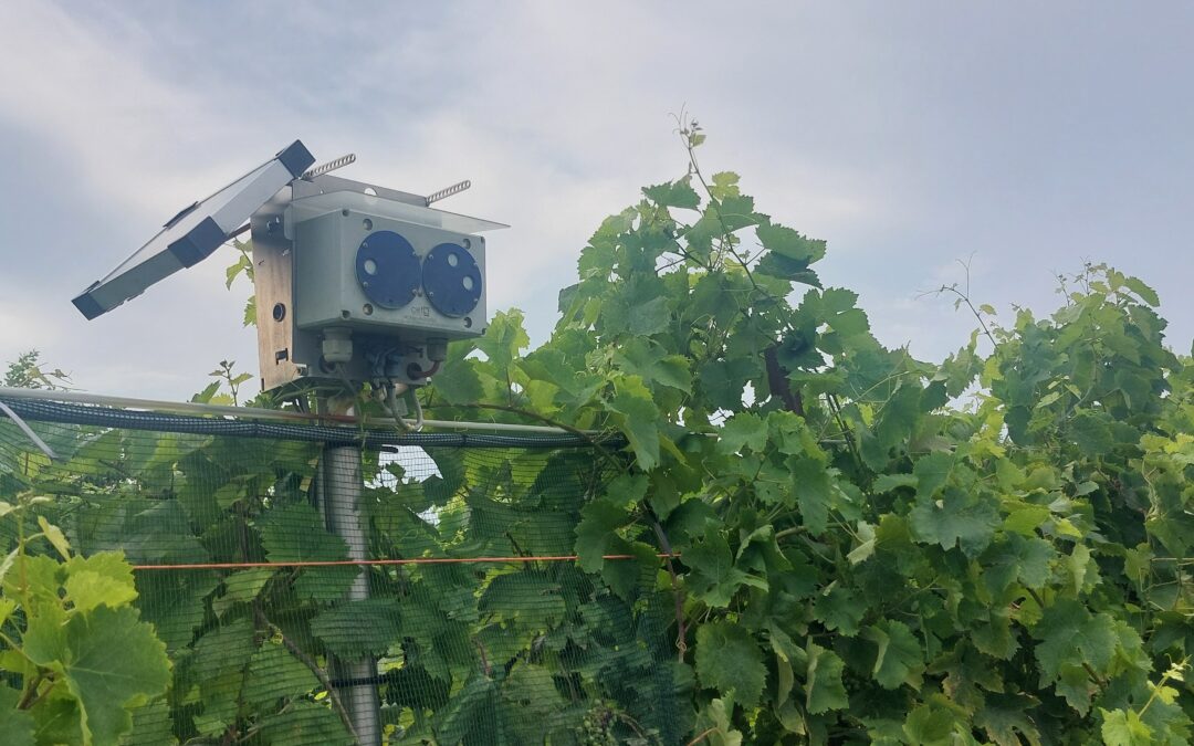 AI and computer vision for smarter vineyard irrigation: inside CREA’s Agri-Digital Growth Living Lab